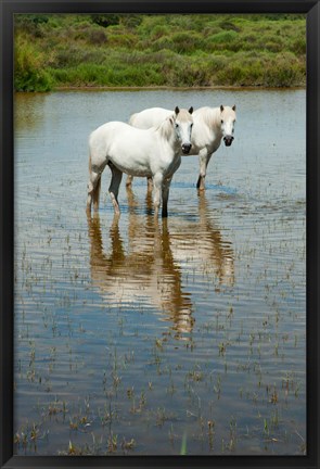 Framed Two Camargue White Horses in a Lagoon, Camargue, Saintes-Maries-De-La-Mer, Provence-Alpes-Cote d&#39;Azur, France (vertical) Print