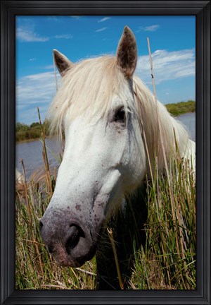 Framed Close up of White Camargue Horse, Camargue, Saintes-Maries-De-La-Mer, Provence-Alpes-Cote d&#39;Azur, France Print