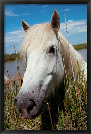 Framed Close up of White Camargue Horse, Camargue, Saintes-Maries-De-La-Mer, Provence-Alpes-Cote d&#39;Azur, France Print