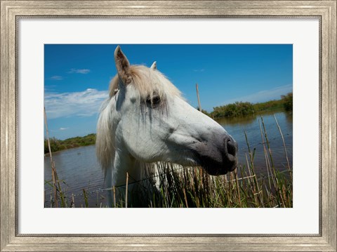 Framed White Camargue Horse with Head over Fence, Camargue, Saintes-Maries-De-La-Mer, Provence-Alpes-Cote d&#39;Azur, France Print