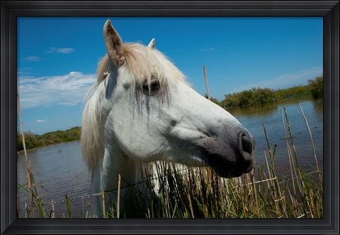Framed White Camargue Horse with Head over Fence, Camargue, Saintes-Maries-De-La-Mer, Provence-Alpes-Cote d&#39;Azur, France Print
