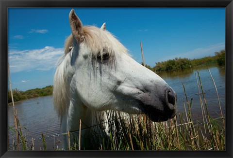 Framed White Camargue Horse with Head over Fence, Camargue, Saintes-Maries-De-La-Mer, Provence-Alpes-Cote d&#39;Azur, France Print