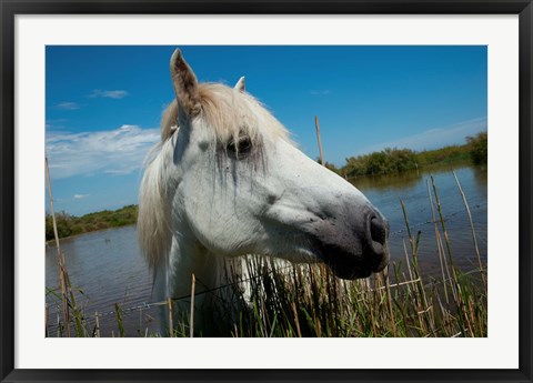 Framed White Camargue Horse with Head over Fence, Camargue, Saintes-Maries-De-La-Mer, Provence-Alpes-Cote d&#39;Azur, France Print