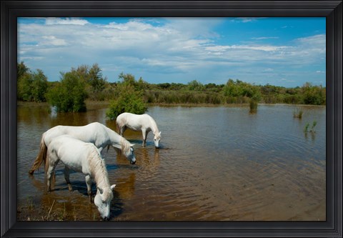 Framed Three white Camargue horses in a lagoon, Camargue, Saintes-Maries-De-La-Mer, Provence-Alpes-Cote d&#39;Azur, France Print