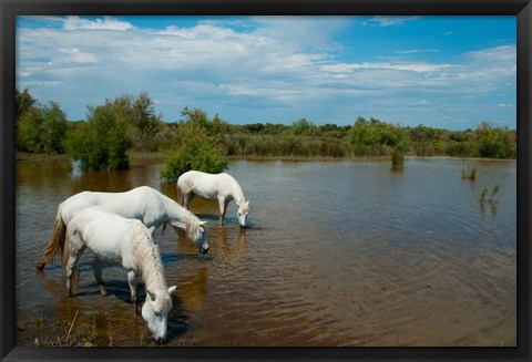 Framed Three white Camargue horses in a lagoon, Camargue, Saintes-Maries-De-La-Mer, Provence-Alpes-Cote d&#39;Azur, France Print