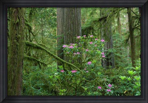 Framed Redwood trees and Rhododendron flowers in a forest, Jedediah Smith Redwoods State Park, Crescent City, California Print