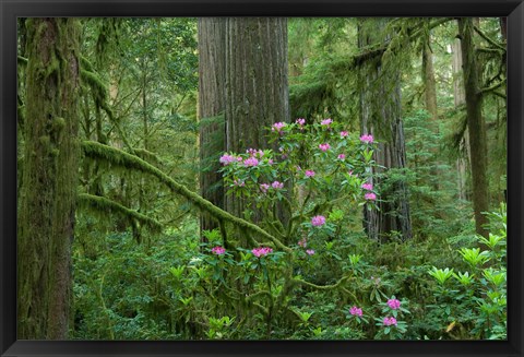 Framed Redwood trees and Rhododendron flowers in a forest, Jedediah Smith Redwoods State Park, Crescent City, California Print