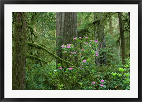 Framed Redwood trees and Rhododendron flowers in a forest, Jedediah Smith Redwoods State Park, Crescent City, California Print