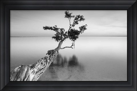Framed Water Tree XII Print
