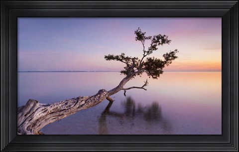 Framed Water Tree XV Print