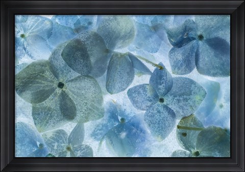 Framed Flores en Hielo II Print