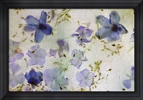 Framed Flores en Hielo III Print