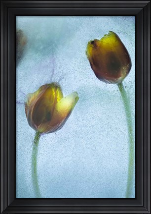 Framed Flowers on Ice-10 Print