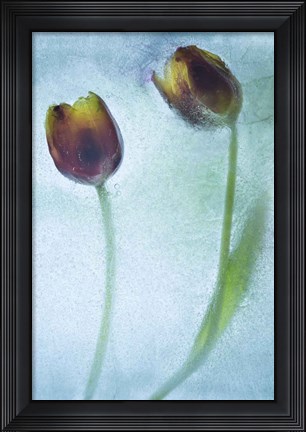 Framed Flowers on Ice-8 Print
