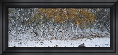 Framed Tired Trees 2 Print