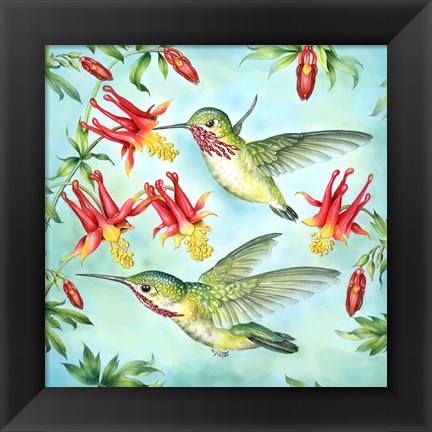 Framed Calliopes Hummingbirds Print