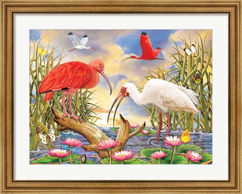 Framed Scarlet And White Ibis Print