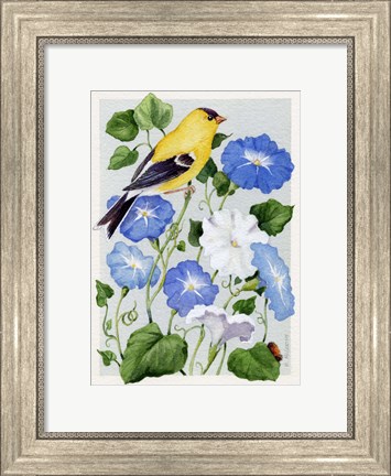 Framed Goldfinch And Morning Glories Print