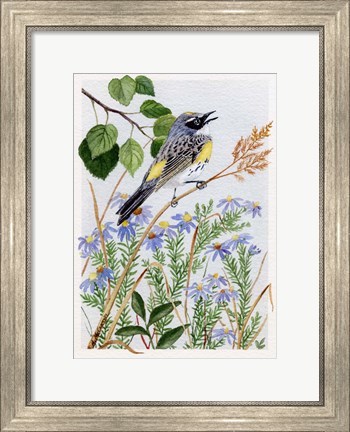 Framed Myrtle Warbler and Asters Print