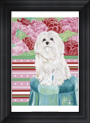 Framed Della Rose Maltese Print