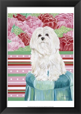 Framed Della Rose Maltese Print