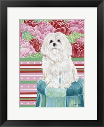 Framed Della Rose Maltese Print