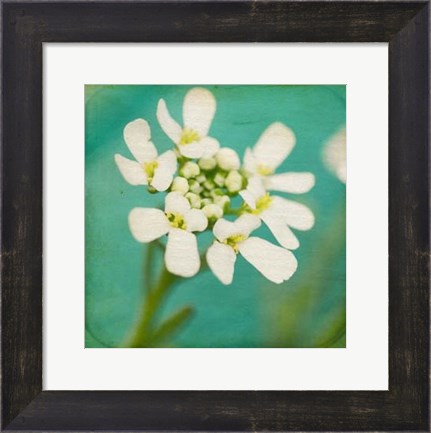 Framed White Flowers III Print