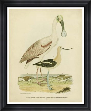 Framed Antique Spoonbill &amp; Sandpipers Print