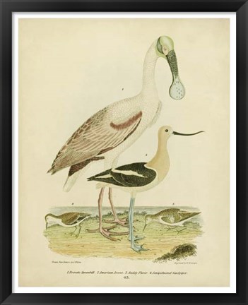 Framed Antique Spoonbill &amp; Sandpipers Print