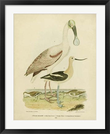 Framed Antique Spoonbill &amp; Sandpipers Print