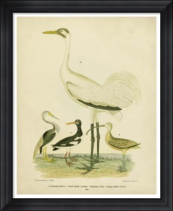 Framed Antique Crane &amp; Heron Print