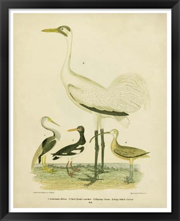 Framed Antique Crane &amp; Heron Print