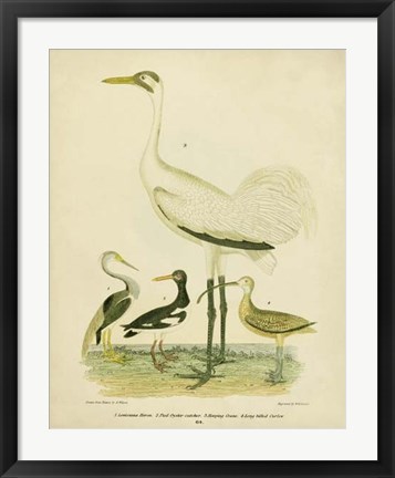 Framed Antique Crane &amp; Heron Print