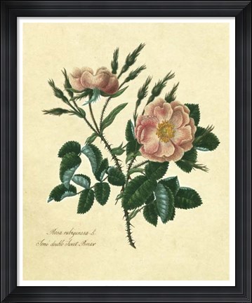 Framed Sweet Briar Rose Print