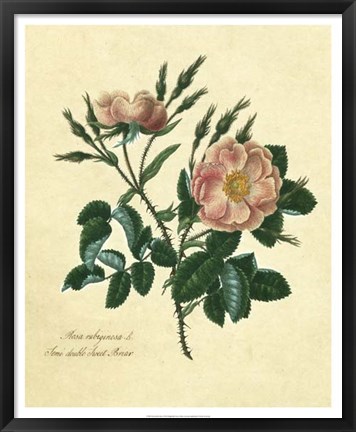 Framed Sweet Briar Rose Print