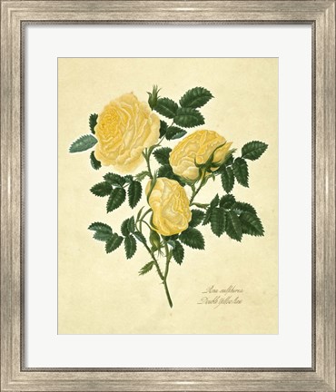 Framed Double Yellow Rose Print