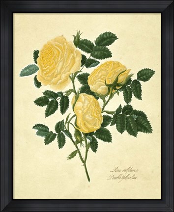 Framed Double Yellow Rose Print