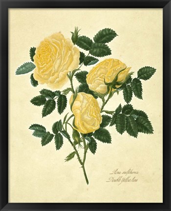 Framed Double Yellow Rose Print