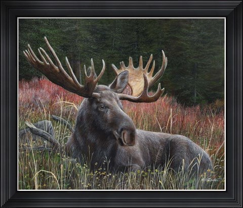 Framed Recumbent Moose Print