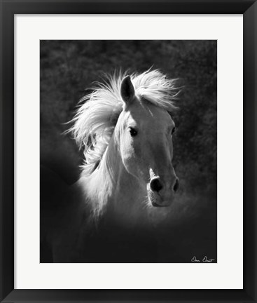 Framed Horse Portrait V Print