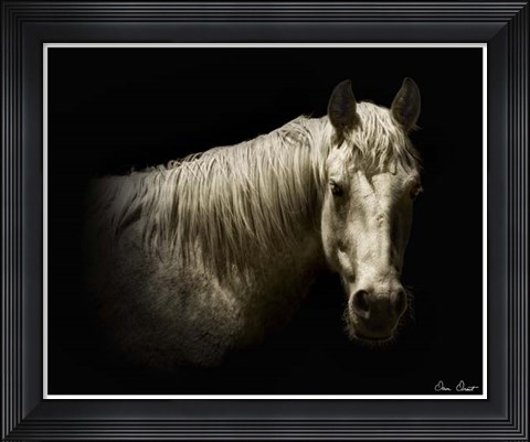 Framed Horse Portrait VI Print