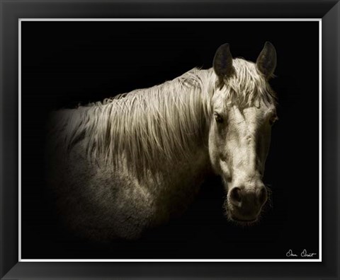 Framed Horse Portrait VI Print