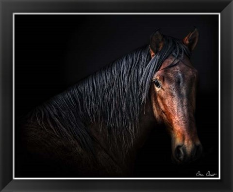 Framed Horse Portrait VII Print