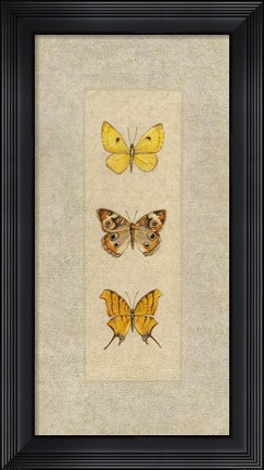 Framed Butterfly Trio I Print