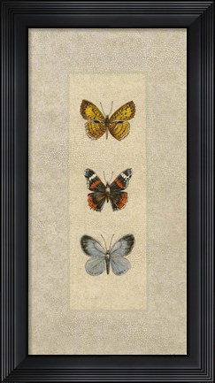 Framed Butterfly Trio II Print