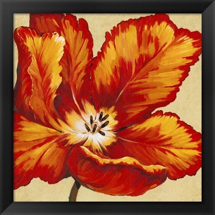 Framed Parrot Tulip I Print