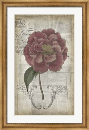 Framed French Floral III Print