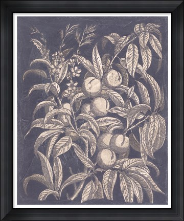 Framed Vintage Fruit &amp; Floral II Print