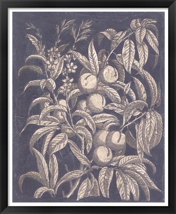 Framed Vintage Fruit &amp; Floral II Print