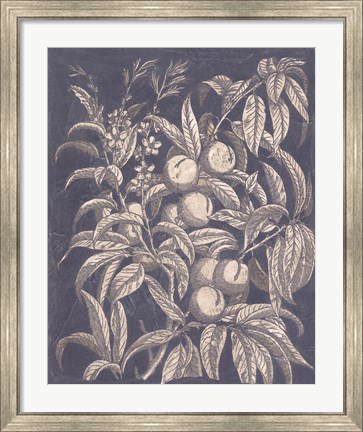 Framed Vintage Fruit &amp; Floral II Print